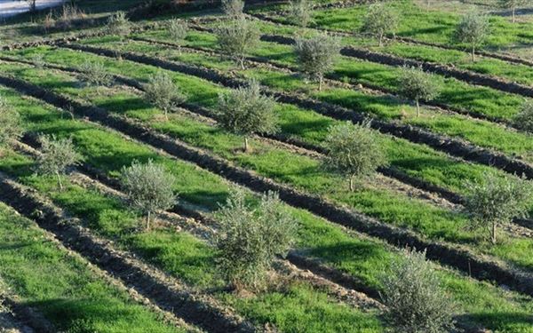 Δελτίο Τύπου :Πρόγραμμα Δακοκτονίας 2020.