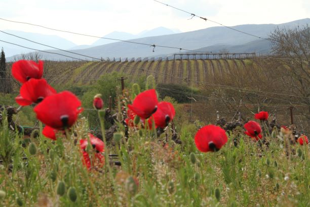 Βένικος - οίνος, γαστρονομία, ευζωία