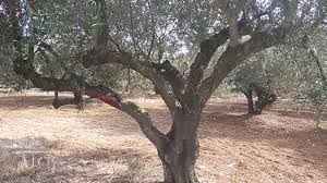 ΑΝΑΓΓΕΛΙΑ ΨΕΚΑΣΜΩΝ ΔΑΚΟΚΤΟΝΙΑΣ